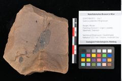 Foto (Objekt + Etikett) von Quercus palaeoilex Ettingshausen (NHMW-GEO-2024-0188-0870)